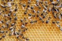 Sams Bee Removal Perth image 3