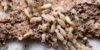Termite Control Sydney image 6