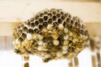 Sams Bee Removal Perth image 4