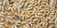 Termite Control Hobart image 6