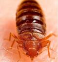 Be Pest Free Bed Bug Control Adelaide logo