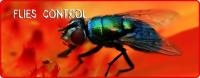 Be Pest Free Flies Control Adelaide image 6