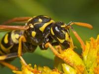 Be Pest Free Wasp Removal Adelaide image 1