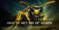 Be Pest Free Wasp Removal Adelaide image 7