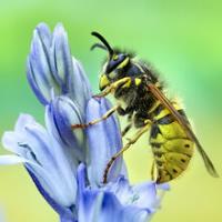 Be Pest Free Wasp Removal Adelaide image 2