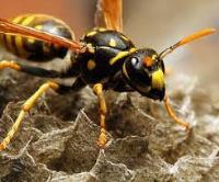 Be Pest Free Wasp Removal Adelaide image 4