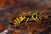 Be Pest Free Wasp Removal Adelaide image 6
