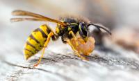Be Pest Free Wasp Removal Adelaide image 11