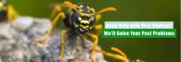 Be Pest Free Wasp Removal Adelaide image 14