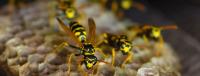 Be Pest Free Wasp Removal Adelaide image 15