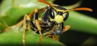 Be Pest Free Wasp Removal Adelaide image 19