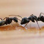 Green Pest Shield - Wasp Removal Brisbane image 3