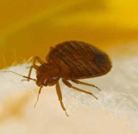 Green Pest Shield - Bedbugs Control Brisbane image 5