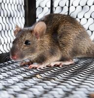 Green Pest Shield - Rodent Control Brisbane image 3