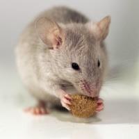 Green Pest Shield - Rodent Control Brisbane image 4