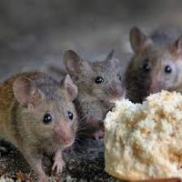 Green Pest Shield - Rodent Control Brisbane image 7