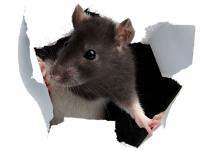 Green Pest Shield - Rodent Control Brisbane image 8