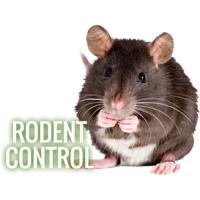 Green Pest Shield - Rodent Control Brisbane image 14