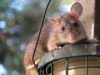 Green Pest Shield - Rodent Control Brisbane image 10