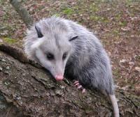Humane Possum Removal Adelaide image 4
