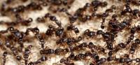 Termite Control Hobart image 2