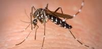 Mosquito Control Brisbane image 3