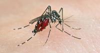 Mosquito Control Brisbane image 2