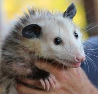 Humane Possum Removal Perth image 3