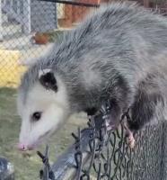 Humane Possum Removal Perth image 4