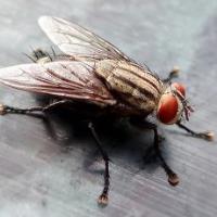 Sams Flies Pest Control Sydney image 2