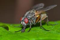 Sams Flies Pest Control Sydney image 3
