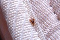 Exit Bed Bugs Control Adelaide image 1