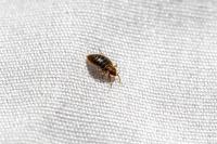 Exit Bed Bugs Control Adelaide image 2