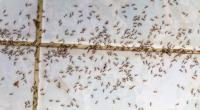 Panther Ants Control Brisbane image 1
