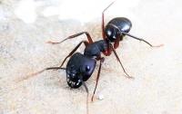 Panther Ants Control Brisbane image 4