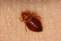 Panther Bed Bugs Control Brisbane image 3