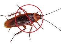 Dudes Cockroach Control Melbourne image 4