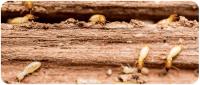 Panther Termite Control Brisbane image 1
