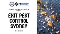 Exit Spider Control Sydney image 3