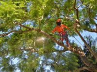 Canberra Tree Services image 2