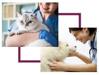 Keysborough Veterinary Practice image 3