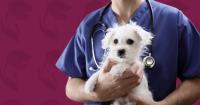 Keysborough Veterinary Practice image 5
