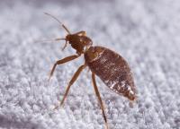 Bed Bug Control Perth image 1