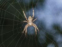 Spider Control Perth image 1