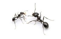 Ant Control Perth image 4