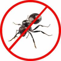 Goode Ant Control Brisbane image 10