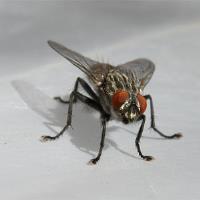 Goode Flies Control Brisbane image 7