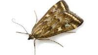 Home Moth Control Perth image 1