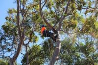 Affordable Tree Services Northern Beaches image 3