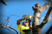 Affordable Tree Services Northern Beaches image 4